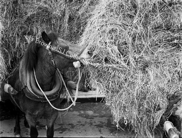 HORSE MUNCHING FOLIAGE